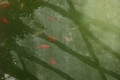rimg0796